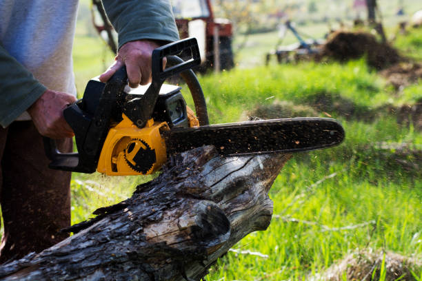 Professional Tree Removal Services in Cherryland, CA